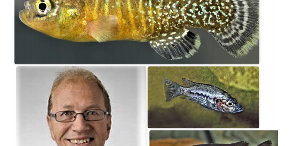 Ex-Situ Erhaltung von Aquarienfischen – Utopie oder Vision?