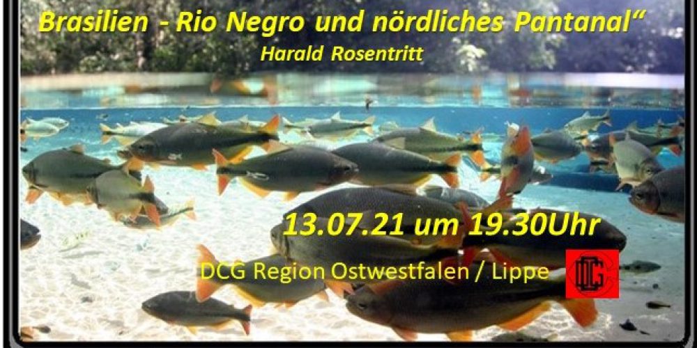 Videokonferenz Harald Rosentritt „Mit JBL in Brasilien – Rio Negro und nördliches Pantanal“