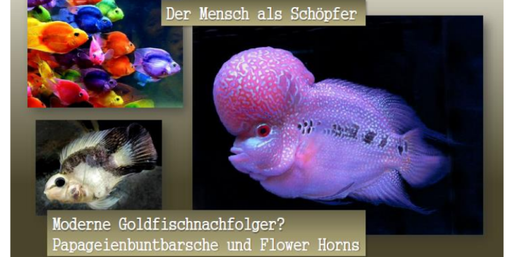 Was einer wollte, was einer hatte, was einer haben wird – Bemerkungen und Betrachtungen zur Aquaristik